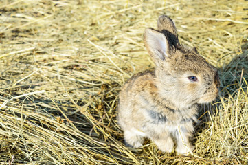 A small rabbit sits on a dry grass (hay).