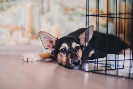 Bored shelter mongrel puppy laying in a cage