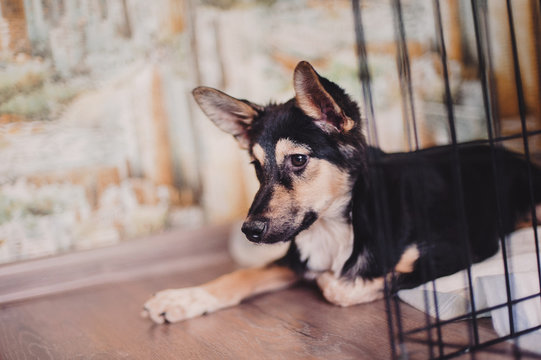 Shelter mongrel puppy look