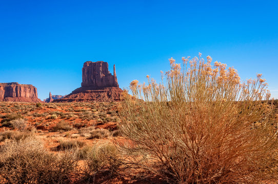 Golden flowers of the desert and East Mitten Butte in Monument Valley