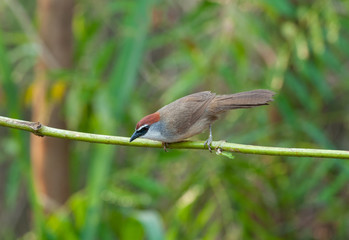  Chestnut-capped Babbler (Timalia pileata)