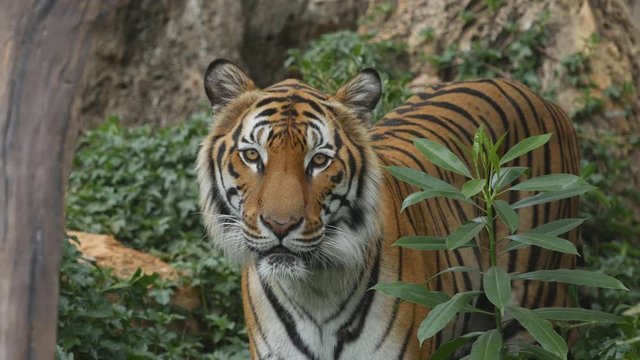 4k of Scary looking male royal bengal tiger staring towards of you from inside the jungle