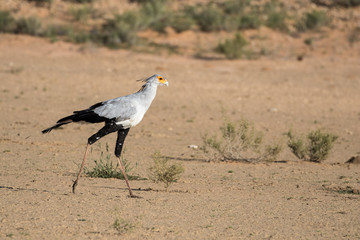 Secretarybird