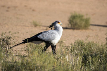 Secretarybird