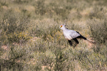 Secretarybird
