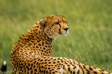 Cheetah rests