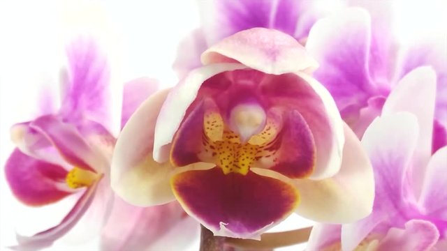 orchid flower is blossoming timelapse on white background