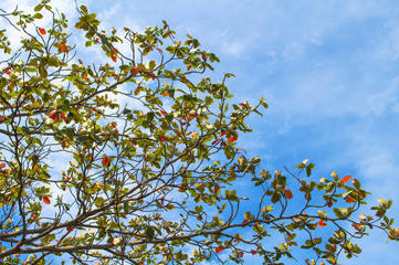 Tree branch on blue sky background. Autumn red and green leaf