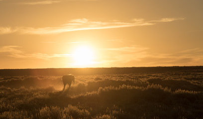 A horse walking infront of a setting sun