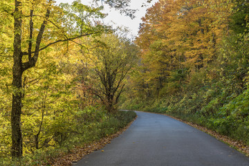 Naklejka na ściany i meble A rural road through a forest in the fall