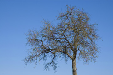 Apfelbaum im Vorfrühling