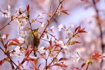 山桜とメジロ