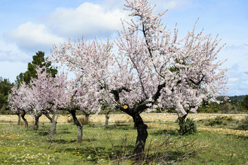Fototapeta premium Almendro en flor