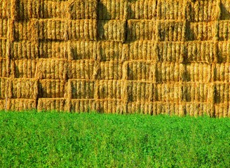 Muro Di Paglia 2 2016