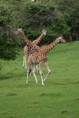 photo of three Rothschild Giraffes with trees in the background 