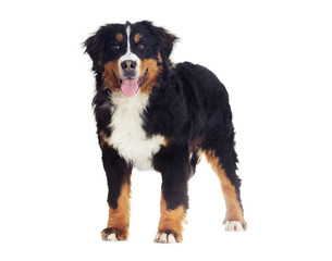 Bernese Mountain Dog