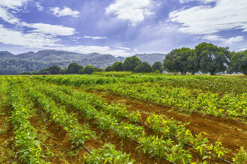 Fototapeta na wymiar Soybean Field Rows