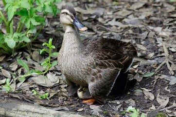 Spot-billed duck