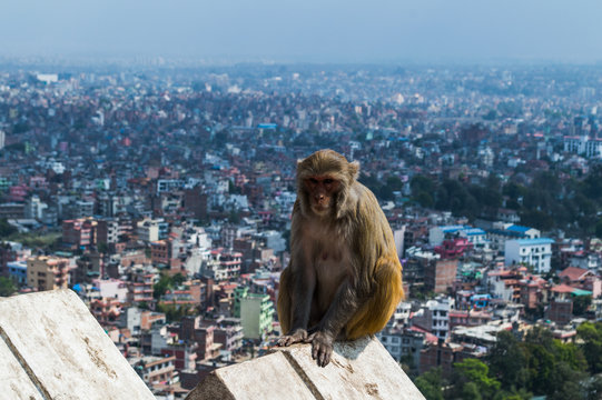 Monkey with the Backdrop of Kathmandu at Monkey Temple (Swayambhunath) in Kathmandu, Nepal