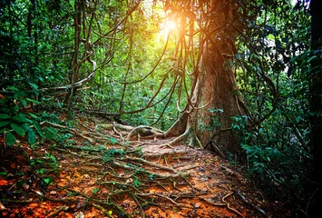 Zelfklevend Fotobehang jungla in borneo © tiero