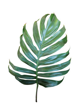 Monstera, philodendron tropical leaf isolated on white background, clipping path included.