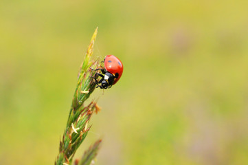 Ladybird sitting on top of grass in the meadow