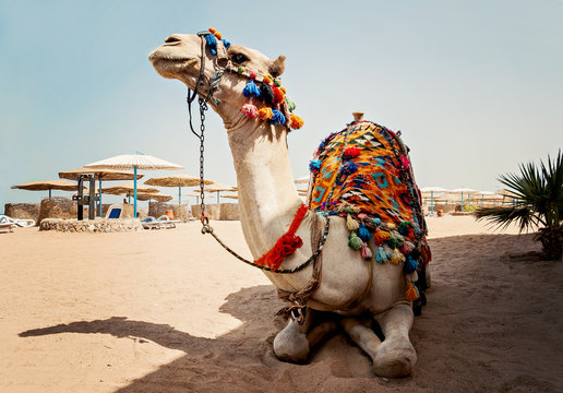 camel for tourist trips is in the sand on the beach in Egypt