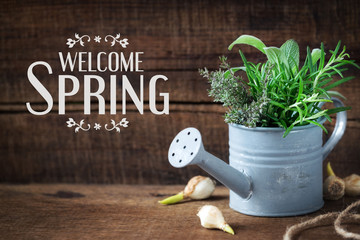 Welcome Spring message - Springtime gardening concept with spring flower bulbs and freshly cut...