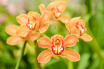 Beautiful orchid flower with natural background