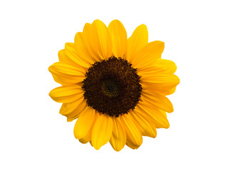 Fototapeta premium sun flower isolate on white background