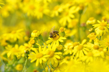 Honey bee collecting nectar from yellow flowers in the spring time. Bee pollinating yellow wild flowers