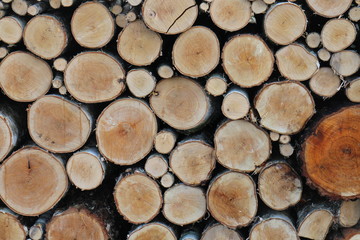 Heap of tree trunks
