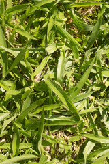 Fototapeta premium Braquiaria Grass for cattle. Brachiaria