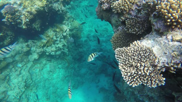 Fish swim among reefs in clear water