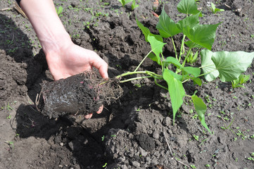 Woman Hand Plant and Grow Sweet Potatoes. Gardener Growing Sweet Potatoes. Sweet potatoes come in two forms: vining and bush varieties.