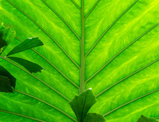 Texture of a green leaf as background