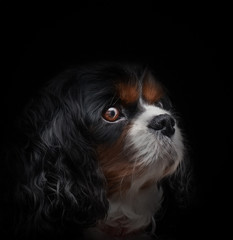 Cavalier king charles