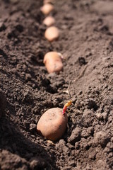 Potato is in soil