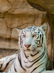 Image of a white tiger on nature background. Wild Animals.
