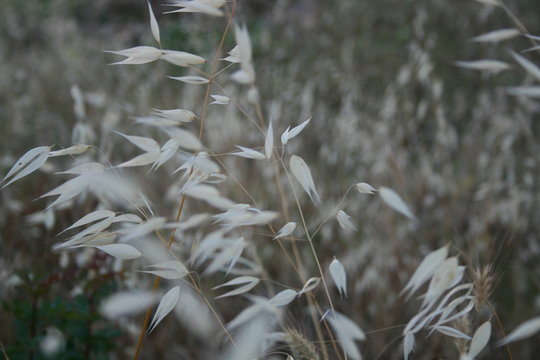 Saat Hafer auf Feld