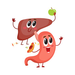Cute and funny, smiling human stomach and liver characters, digestive organs, cartoon vector illustration isolated on white background. Healthy human stomach and liver characters, health care concept