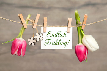 Naklejka premium Tulpen und Karte: Endlich Frühling!
