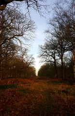 View of a protected sightline into London, from Richmond Park