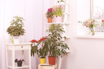 Beautiful plants in pots at home