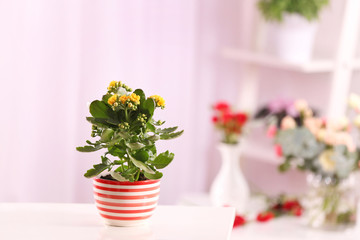 Beautiful kalanchoe plant in pot on table