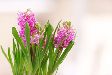 Beautiful hyacinth on blurred background