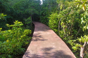 Obraz premium wooden path way in forest at Thapom, Klong Song Nam, Krabi, Thailand