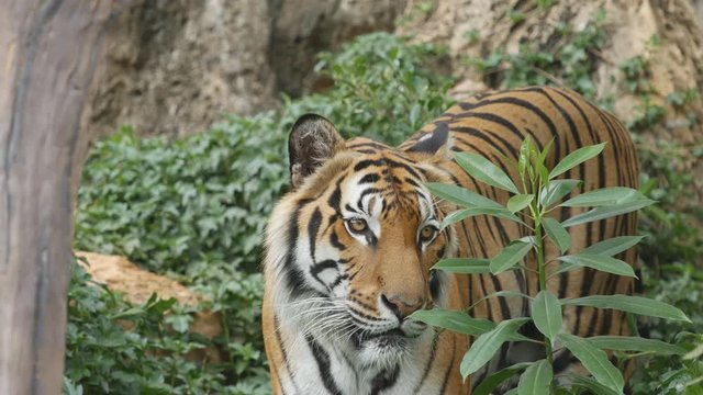 4k of Scary looking male royal bengal tiger staring towards of you from inside the jungle
