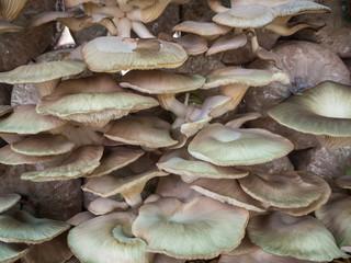 Mushroom cultivation