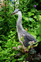 青鷺の幼鳥
